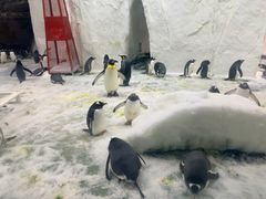 -大连圣亚海洋世界