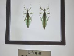-上海昆虫博物馆