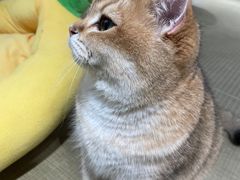 -逗柴咖啡屋·狗咖猫咖宠物桌游