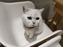 -藏猫猫咖啡主题馆(中央大道店)