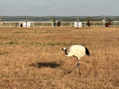 -盐城丹顶鹤湿地生态旅游区