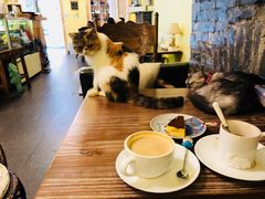 -猫色咖啡·猫咖