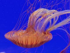 -上海海洋水族馆