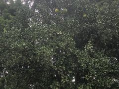 -贡湖湾湿地公园