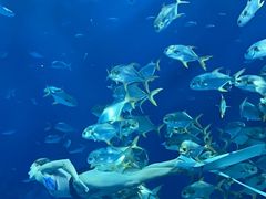 -上海海昌海洋公园