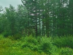 -塞罕坝国家级自然保护区