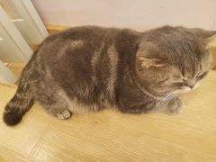 -猫咪派对(江南西店)