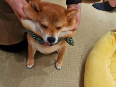 -逗柴咖啡屋·狗咖猫咖宠物桌游