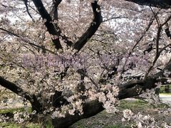 -名古屋城