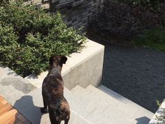 -上海崇明金茂凯悦酒店