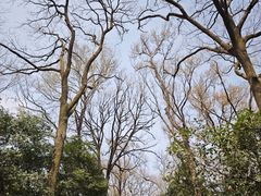 -灵谷景区
