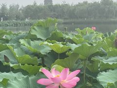 -西海子公园