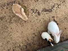 -三亚海棠湾万丽度假酒店