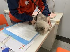 -伟伟宠物医院·瑞派猫友好医院·猫科(光谷店)