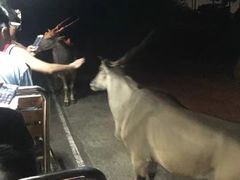 -清迈夜间动物园