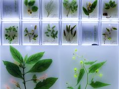 -广东中医药博物馆