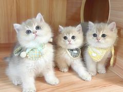 -钦宠·猫咪售卖·洗护·寄养(东圃旗舰店)