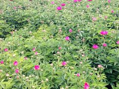 iphone_upload_pic-郑州植物园