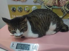 -御宝贝·A梦猫科宠物医院(国际猫友好医院)