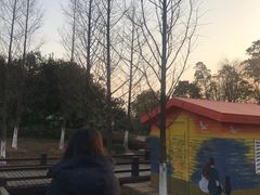 -九龙湖公园