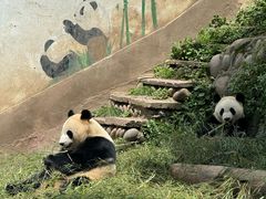 -中国大熊猫保护研究中心雅安碧峰峡基地