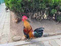-西霞口神雕山野生动物世界