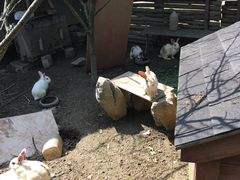 -鹅湖玫瑰文化园