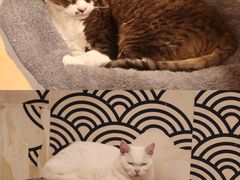 -Let's go狗咖·猫咖·奶狗·桌游(春熙路IFS店)