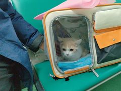 -北京观赏动物医院·24小时大型综合·猫专科·异宠专科
