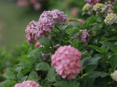 -上海共青森林公园