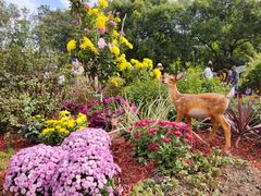 -上海共青森林公园