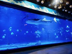 -烟台海昌鲸鲨海洋公园