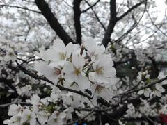 -武汉大学-樱园