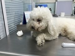 image-瑞派·关忠动物医院·猫专科·犬专科(三环新城店)