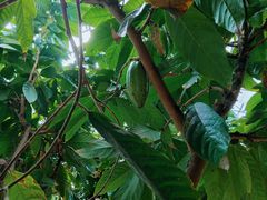 -歌斐颂巧克力小镇