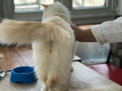 -猫小院猫主题咖啡厅(北锣店)