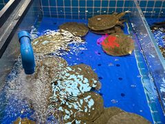 -黑金·寻焰自助百汇·烤肉·火锅(中街店)