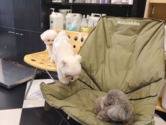 -Oh My Dog宠物沙龙(伊珊娜皮毛护理店)