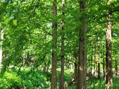 -白水寺森林公园