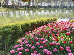 -上海鲜花港