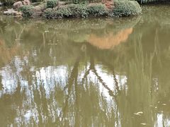 -秋霞圃