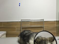 -爱侣宠医·鹦鹉专科·小型哺乳类·异宠专科(灵石路店)