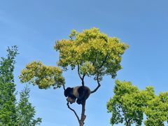 -上海野生动物园