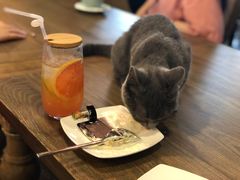 -共舞时光猫咖·狗咖(新街口店)