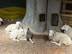 -正佳雨林生态植物园