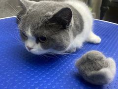 -PETKIT小佩宠物·低压洗护(国顺东路店)