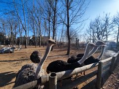 -大连森林动物园