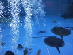 -中环花鸟鱼虫市场