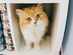 -喵的天空名猫咖啡馆·撸猫·猫舍·用品