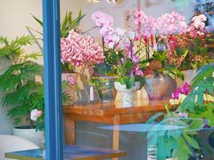 -花神·轻食简餐·咖啡馆·花卉绿植(荷兰花卉小镇店)
